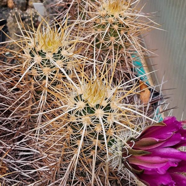 Echinocereus relictus / albispinus